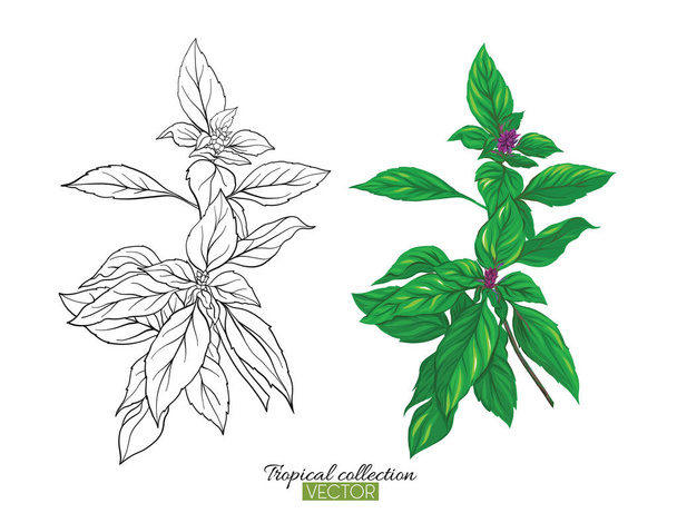 Tropical plant collection vector illustration isolated on white  - Vetor, Imagem