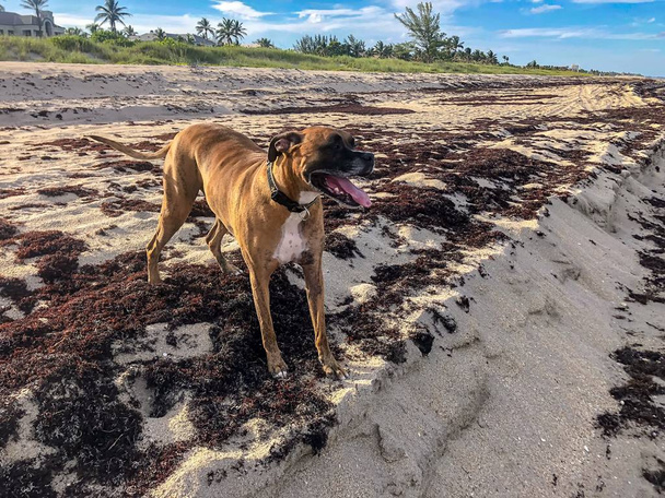 собака стоїть на розмити берега Біч у Флориді - Фото, зображення