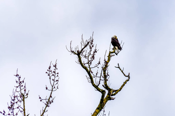 Águila calva en invierno sentada en una rama de árbol en la Gran Reserva de Garza Azul cerca de Chilliwack, Columbia Británica, Canadá
 - Foto, imagen