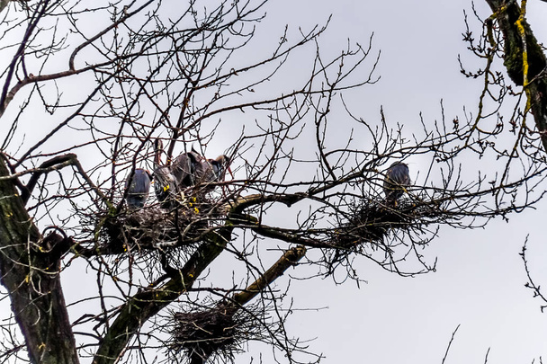 Colony of Great Blue Herons sitting on their nests in trees at the Great Blue Heron Reserve near Chilliwack, British Columbia, Canada - Photo, Image