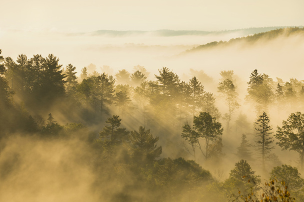 Coteau brumeux avec pins et trembles dans la lumière du matin
 - Photo, image