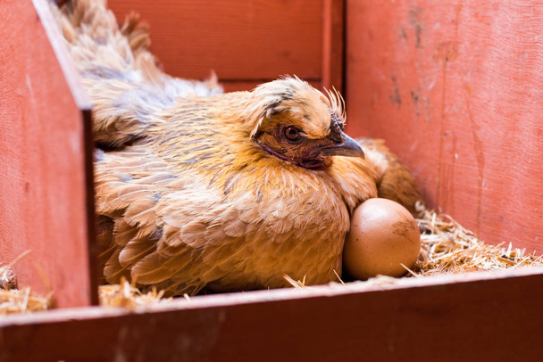 Legen rote Hennen Eier in seinem Käfig - Foto, Bild