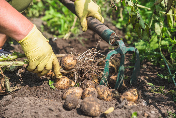 フィールドで庭師掘りジャガイモ。新鮮な有機野菜栽培ジャガイモを収穫します。. - 写真・画像
