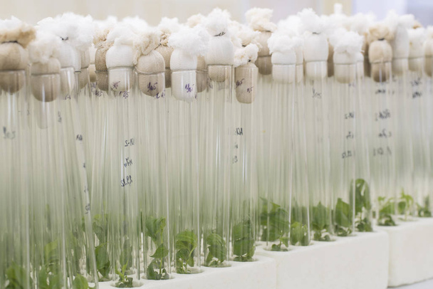 In Vitro Propagation Plum Plants. Agricultural Biotechnology. Laboratory Experiment. Macro. - Foto, immagini