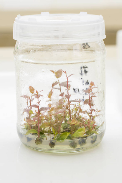 In Vitro Propagation Vaccinium corymbosum Plants. Agricultural Biotechnology. Laboratory Experiment. Macro. - Valokuva, kuva