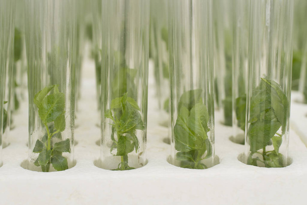 In Vitro Propagation Plum Plants. Agricultural Biotechnology. Laboratory Experiment. Macro. - Fotografie, Obrázek