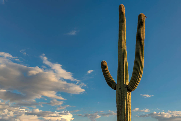 Egy óriás Saguaro a kék ég háttér, az egyik a legnagyobb kaktuszok a világban a Saguaro Nemzeti Park, Tucson Arizona közelében. - Fotó, kép