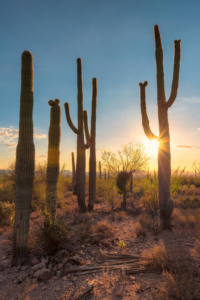 Saguaros au coucher du soleil dans le désert de Sonoran près de Phoenix
. - Photo, image