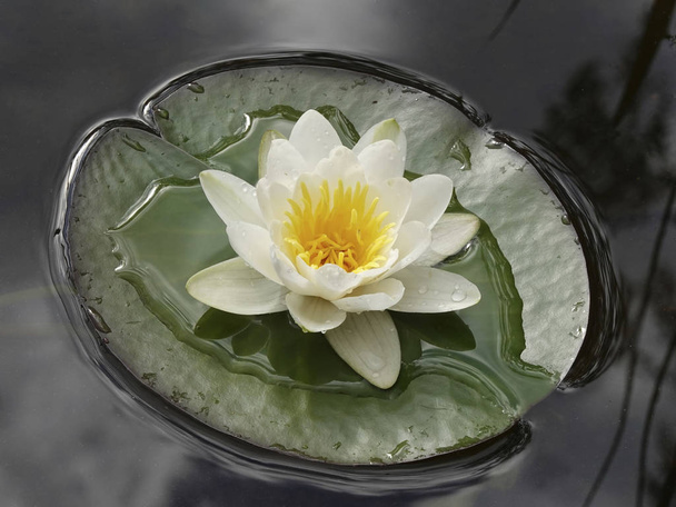 European white water lily in water seen from above  - Photo, Image