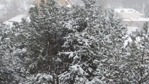 cold winters heavy snowfall on pine forest and streets - Footage, Video