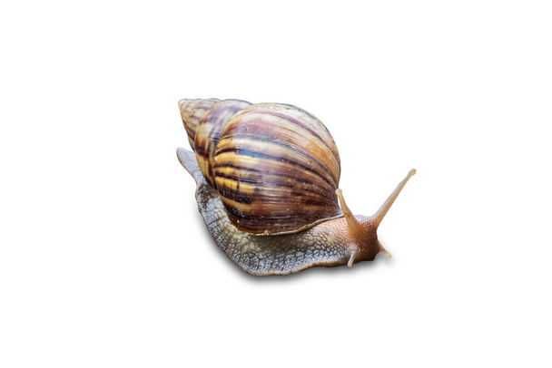 Grote slak in shell kruipen geïsoleerd op een witte achtergrond met uitknippad - Foto, afbeelding