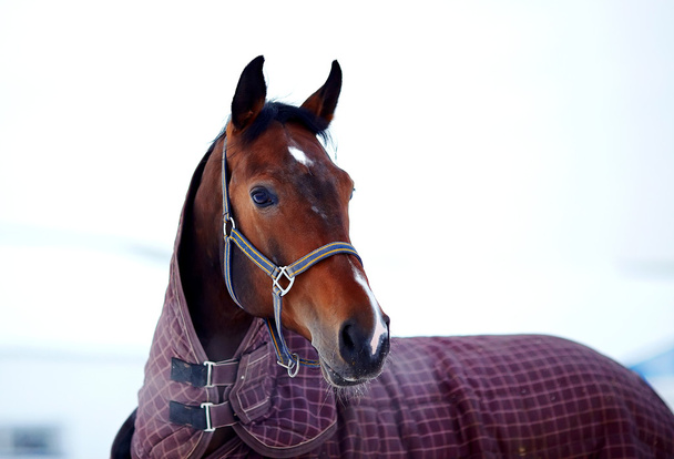 Portrait of a sports stallion in a body cloth. - Valokuva, kuva