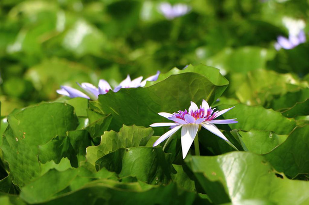 Фиолетовый или цветок лотоса в пруду
. - Фото, изображение
