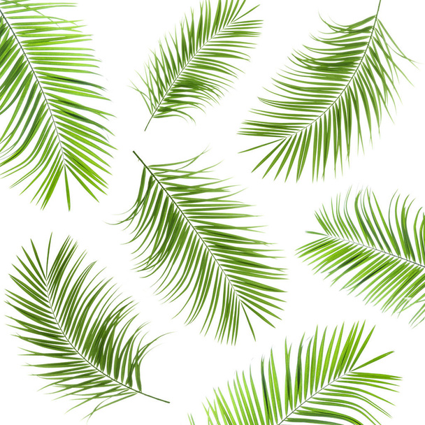 Set with fresh green palm leaves on white background - Fotó, kép
