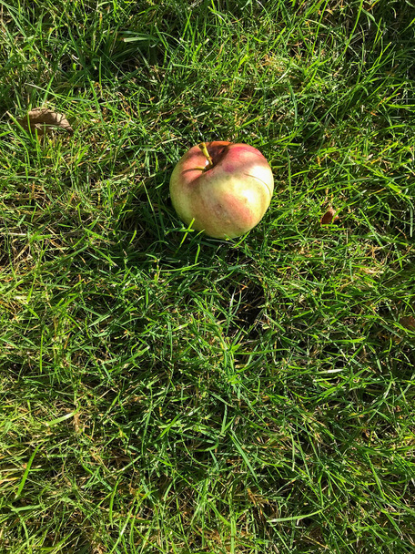 rijpe rode appels liggen op het gras onder de boom. gezond eten. eco-vriendelijke producten. biologische groenten. copyspace. Biologisch voedsel. Stijl Top View Flat Lay groepsobjecten - Foto, afbeelding