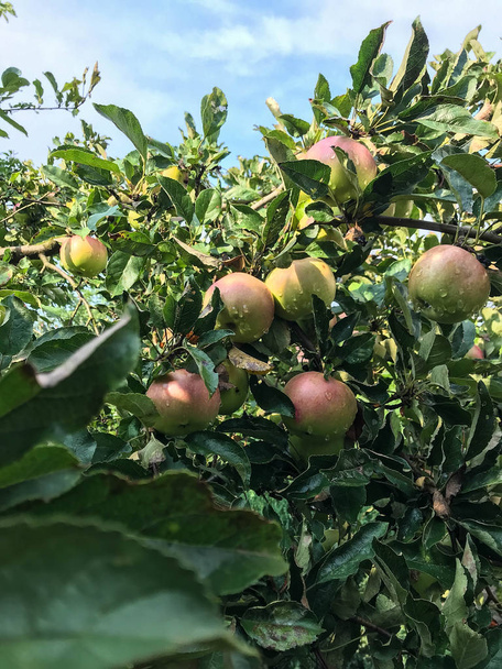 Omenat kypsyvät puussa kesällä. Luomuruokaa. Tyyli Top View Group objektit
 - Valokuva, kuva