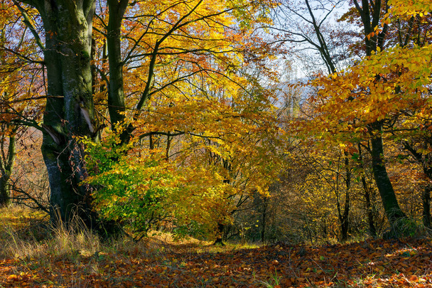 golden foliage in the forest. beautiful autumn scenery in a bright light. pleasant nature background - Fotó, kép