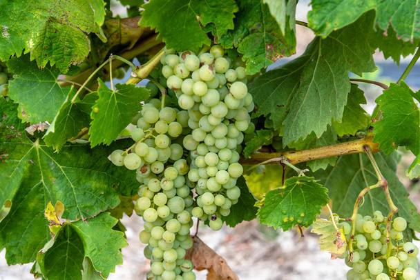 Vitigno a grappolo di uva bianca
 - Foto, immagini