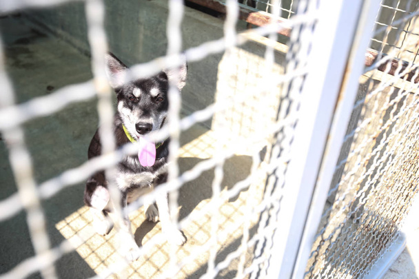 Dog in an animal shelter waiting for someone to adopt them. - Photo, Image