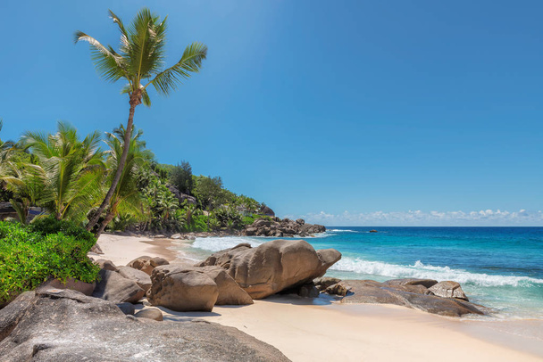 Paradise Island. Plage de sable avec palmier et mer turquoise. Vacances d'été et concept de voyage
.   - Photo, image