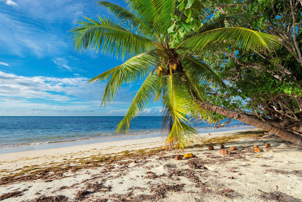 Playa tropical virgen en Seychelles. Vacaciones de verano y concepto de viaje
.   - Foto, Imagen