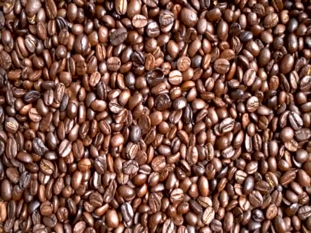 Arabica Coffee bean w dłoni w rolnika  - Materiał filmowy, wideo