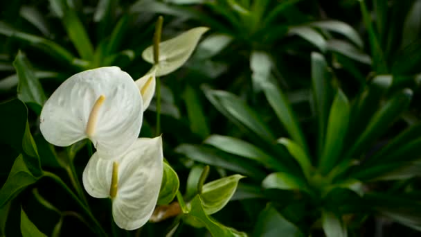 Дикая хрупкая ядовитая лилия Калла с желтой тычиной, цветущей в саду в качестве естественного цветочного фона
. - Кадры, видео
