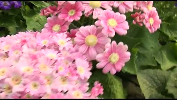 krásné růžové chrysanthemum květiny - Záběry, video