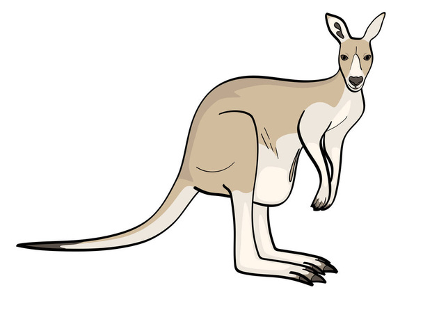 objet isolé sur fond blanc. Un animal est un canada, une femelle kangourou. Vecteur
 - Vecteur, image
