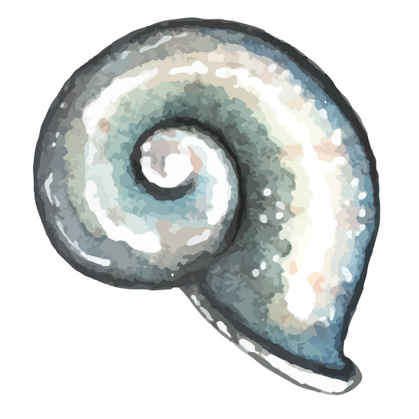watercolor hand drawn sea shell - Vektor, Bild