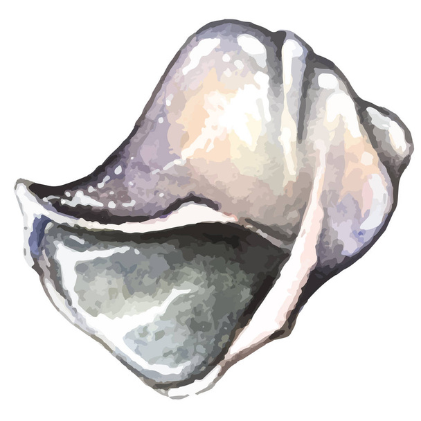 水彩の手描き海シェル - ベクター画像