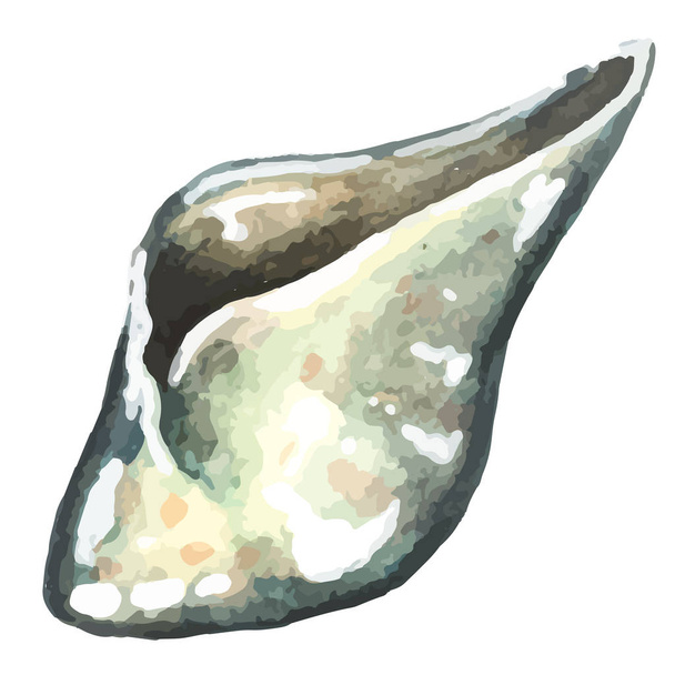 акварельна рука намальована морська оболонка
 - Вектор, зображення