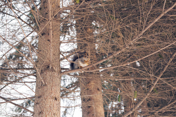 wiewiórka na drzewie w winter park - Zdjęcie, obraz