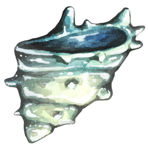 水彩の手描き海シェル - ベクター画像