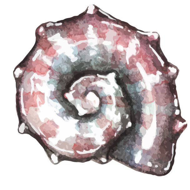 watercolor hand drawn sea shell - Vector, Image
