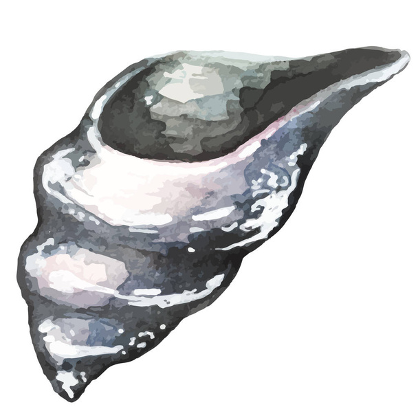 deniz kabuğu suluboya el çekilmiş - Vektör, Görsel