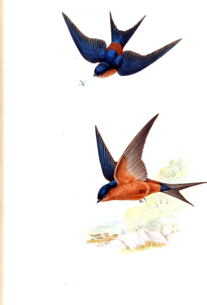 Ilustracja ptaków. stary wizerunek - Zdjęcie, obraz