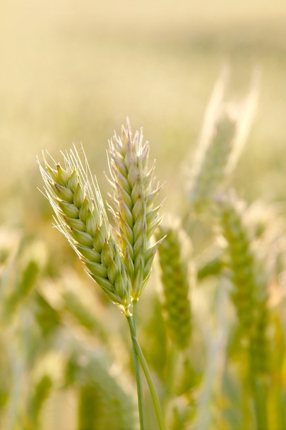 uši pšenice - Fotografie, Obrázek