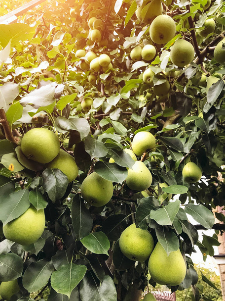 Päärynät kypsyvät puussa kesällä. Luomuruokaa. Tyyli Top View Group objektit
 - Valokuva, kuva