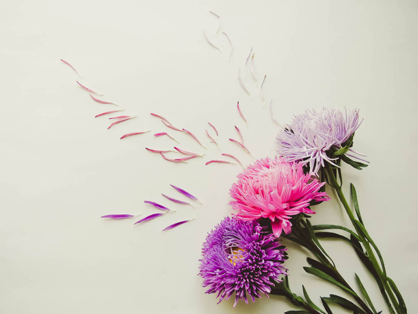 Värikäs aster kukat muodostavat kehyksen taustalla, minimaalinen käsite, ylhäältä, kopioi tilaa tekstin hajallaan terälehtiä Group Objects
 - Valokuva, kuva