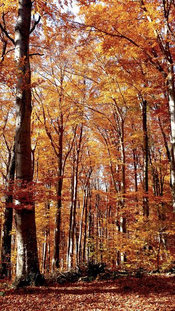 -美しい自然の森の秋 - 写真・画像