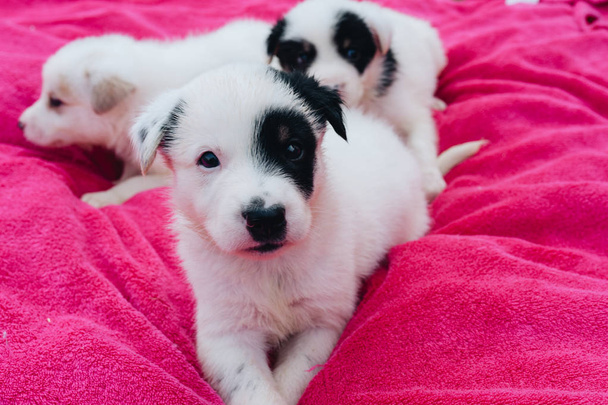 Mix white Puppies sitting on the pink blanket - Fotó, kép