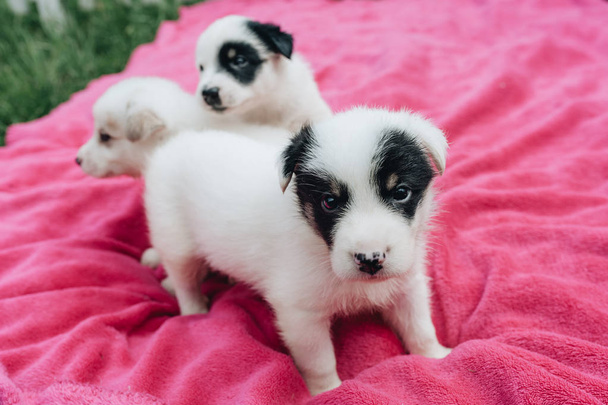 Mix white Puppies sitting on the pink blanket - Фото, зображення