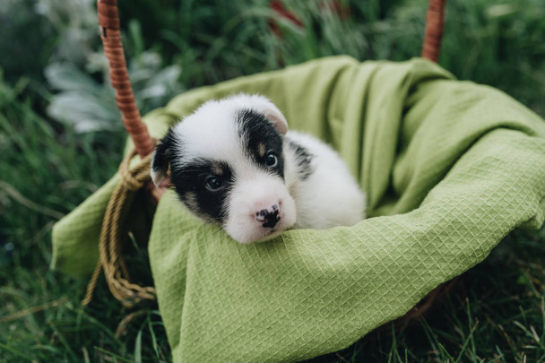 Mix Puppy sitting in the basket in the grass - Foto, Imagem