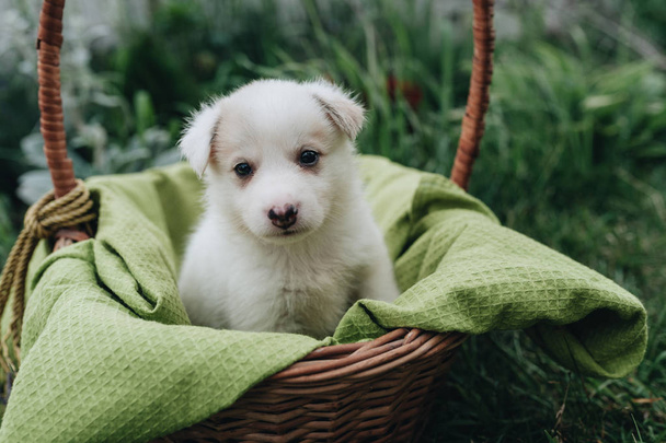 Mix Puppy sitting in the basket in the grass - Foto, Imagen