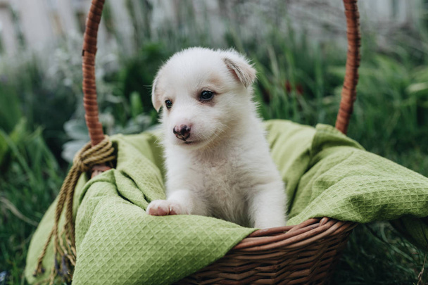 Mix Puppy sitting in the basket in the grass - Zdjęcie, obraz