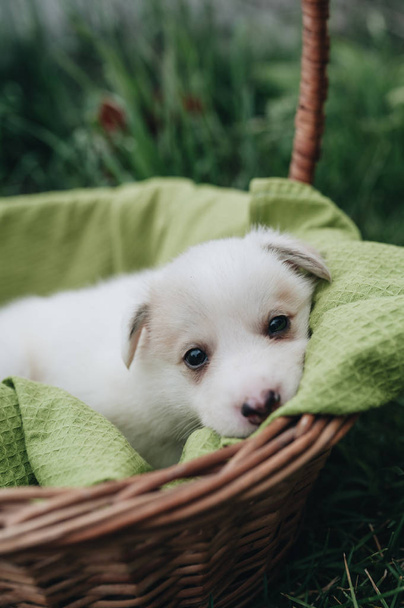 Mix Puppy sitting in the basket in the grass - Foto, afbeelding