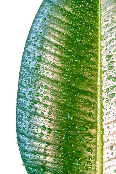Mojado con gotas de agua Ficus Elastica india hoja aislada en fondo blanco, primer plano, detalles
 - Foto, imagen