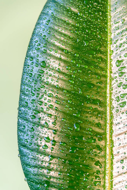 Mojado con gotas de agua Ficus indio Elastica hoja en fondo verde, primer plano, detalles
 - Foto, imagen