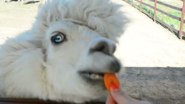 少女を与えるアルパカを食べる草 - 映像、動画